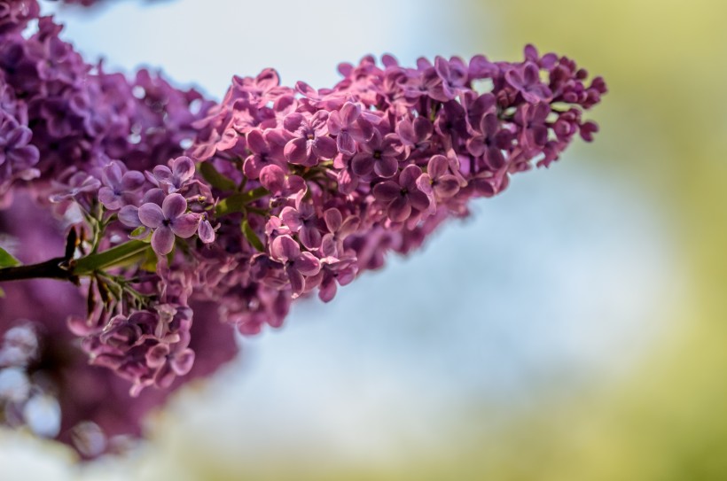 盛开的紫色丁香花图片