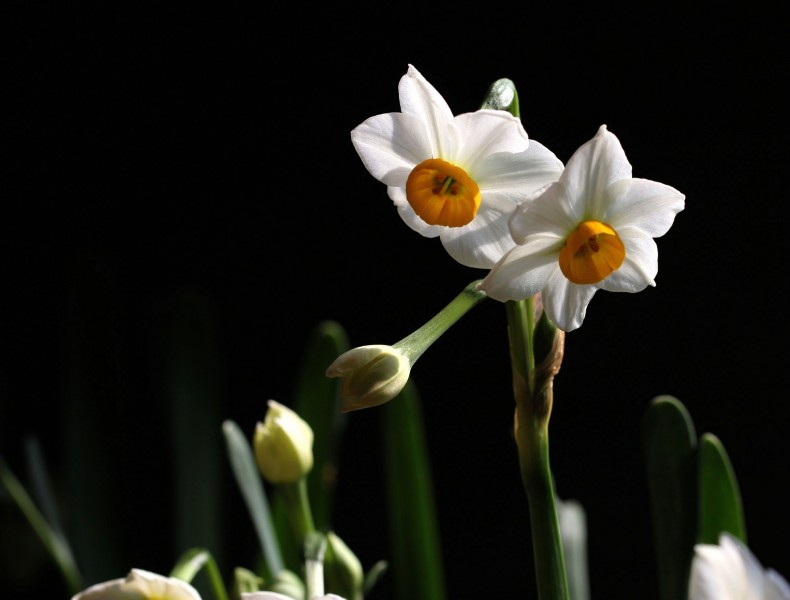 水仙花图片