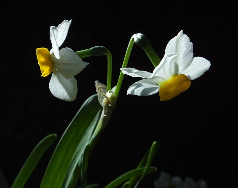 水仙花图片