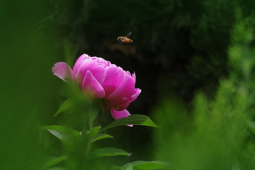 芍藥花圖片