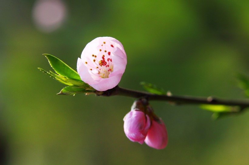 桃花图片