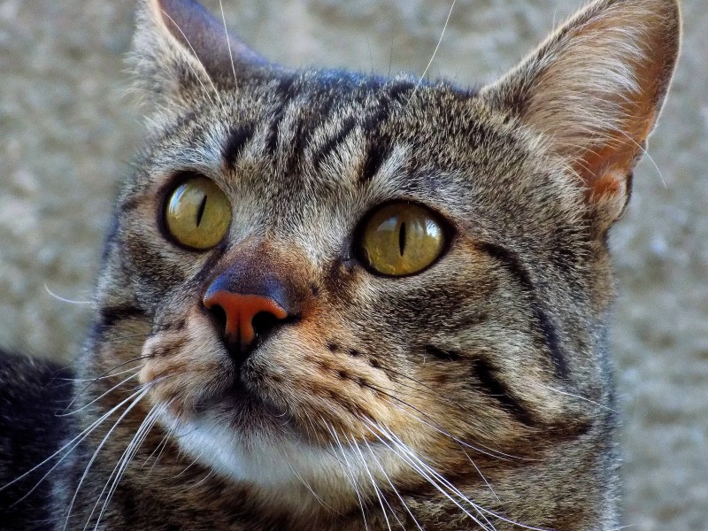 睁大双眼的小猫图片