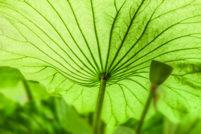 绿意盎然的大片荷叶图片