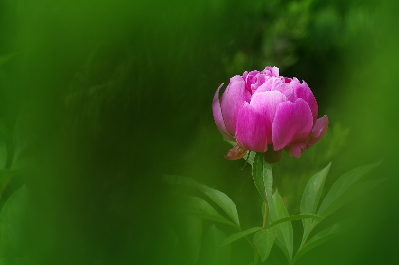 芍藥花圖片