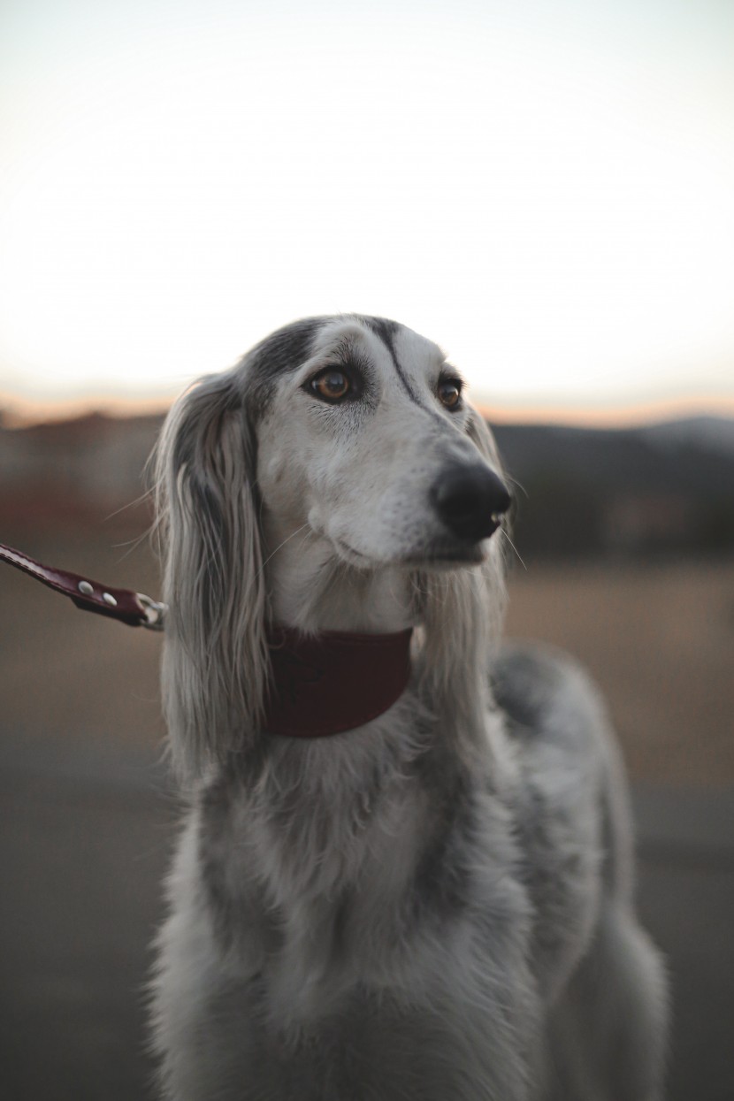 優(yōu)雅敏捷的東非獵犬圖片