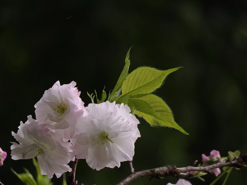 典雅芬芳的櫻花圖片