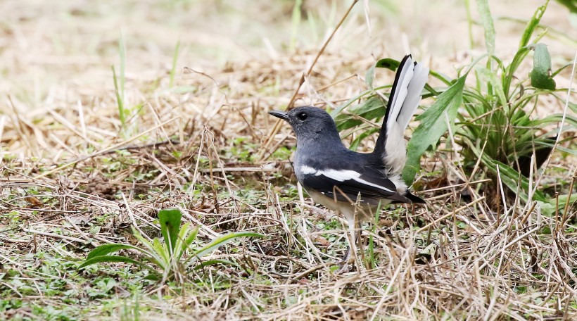 鵲鴝鳥類圖片