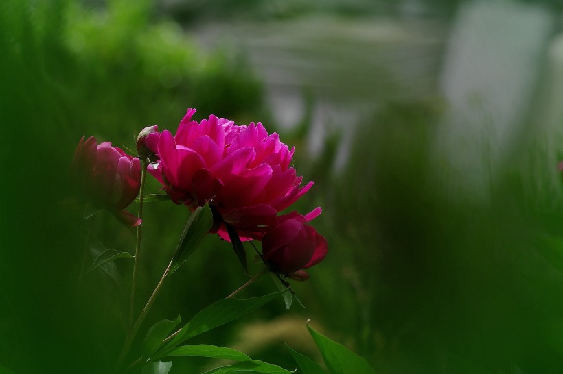 芍藥花圖片