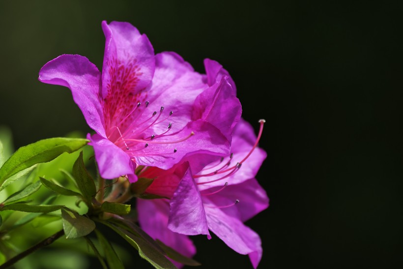 杜鵑花圖片