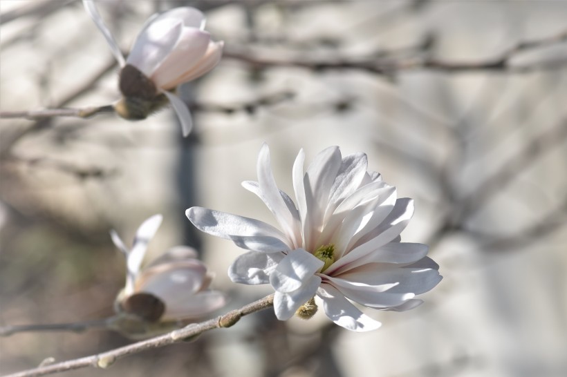 淡雅芳香的玉蘭花圖片