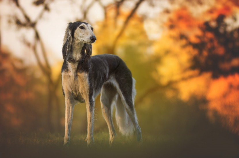 优雅敏捷的东非猎犬图片