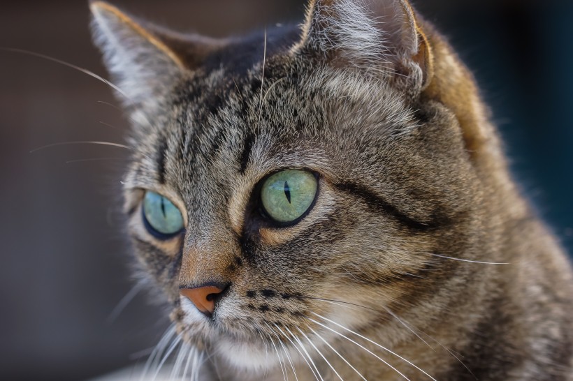 睁大双眼的小猫图片