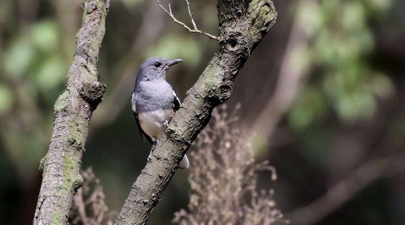 鵲鴝鳥類圖片