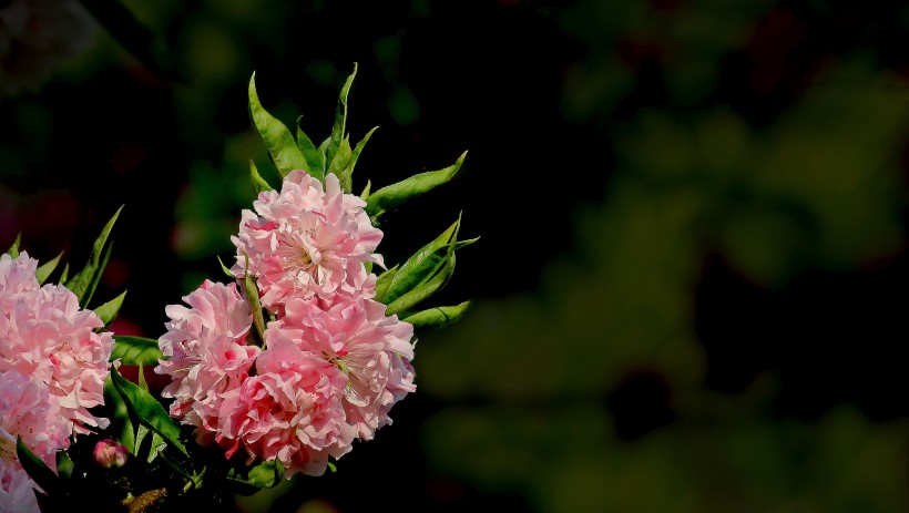 桃花圖片