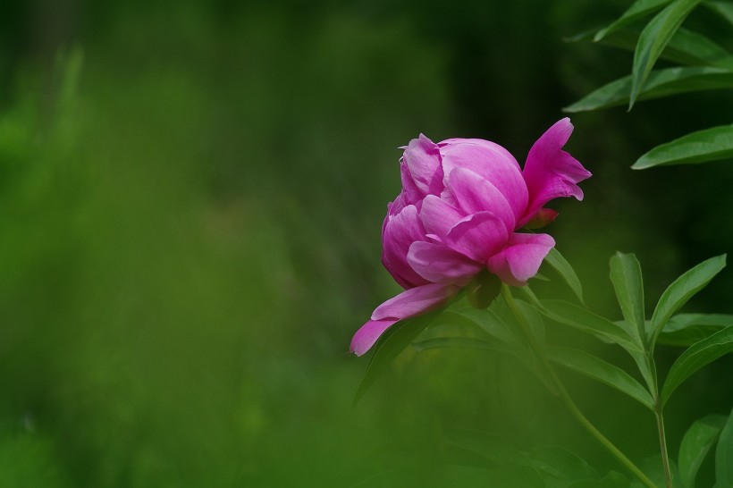 芍藥花圖片