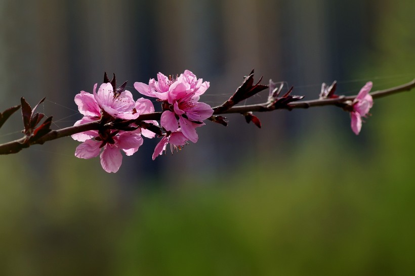 艳丽桃花图片