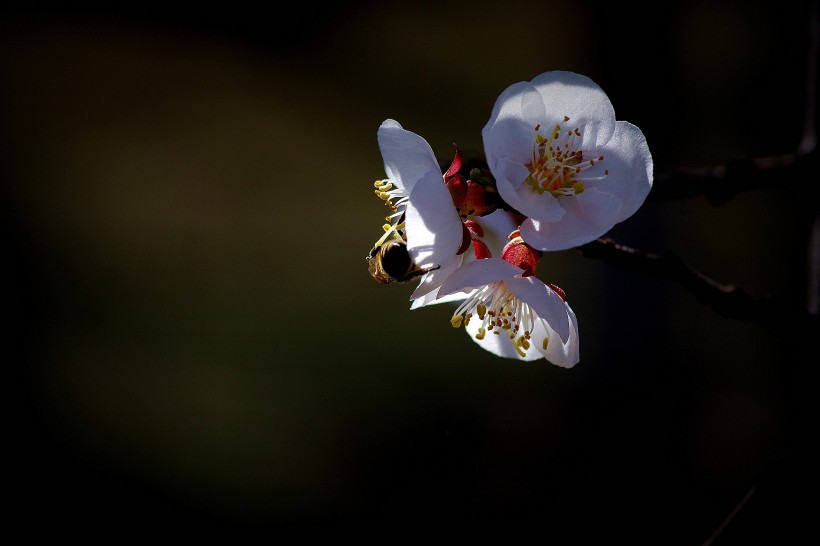 杏花圖片