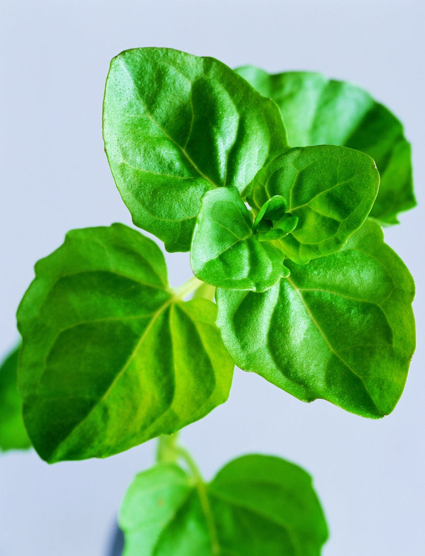 花草茶保健茶的原材料图片