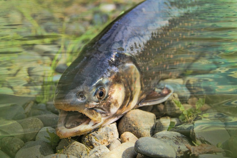 溯河洄游的美麗鮭魚(yú)圖片