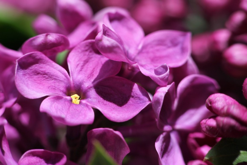 盛开的紫色丁香花图片