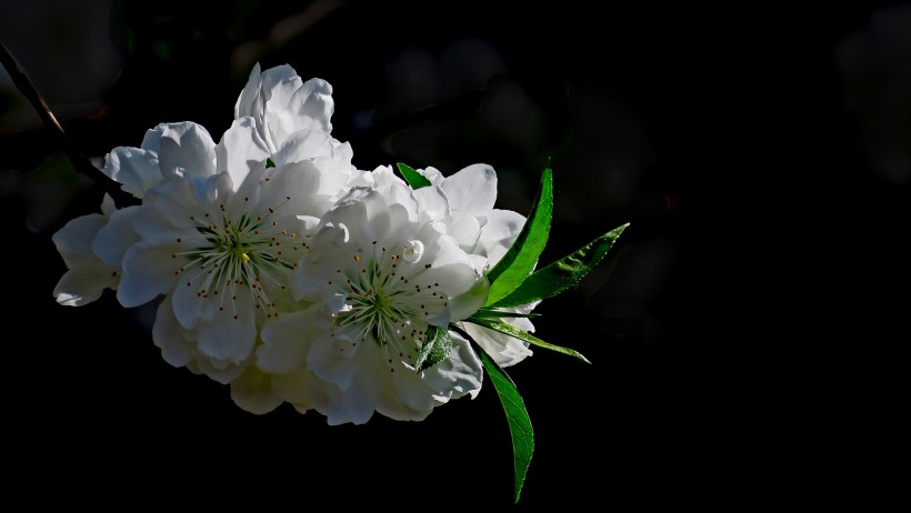 桃花圖片