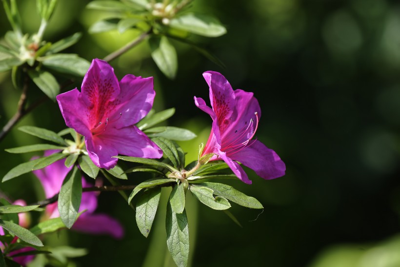 杜鵑花圖片