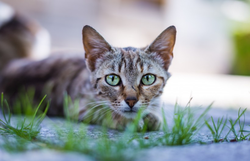 趴在地上的猫咪图片