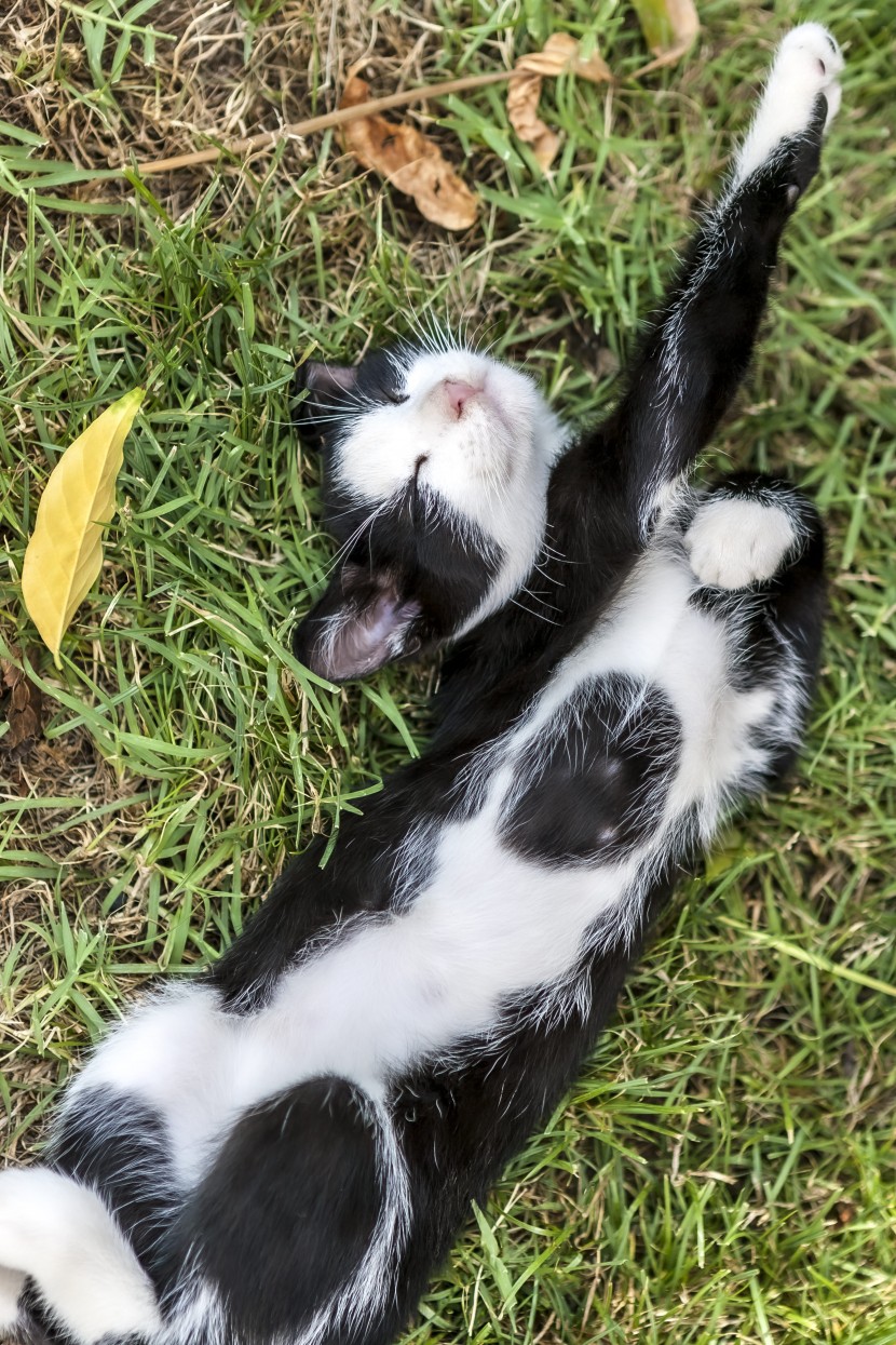 伸懒腰的猫咪图片