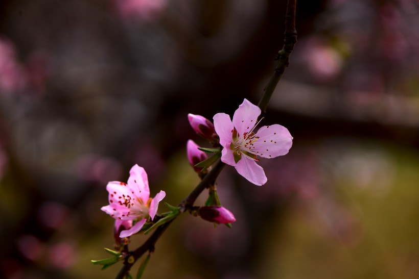 粉红色桃花图片