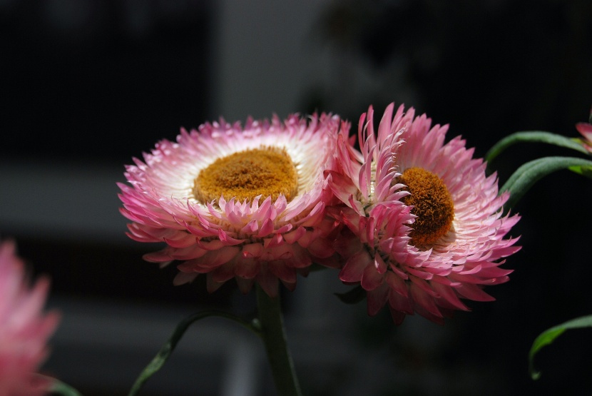 花色绚丽的蜡菊图片