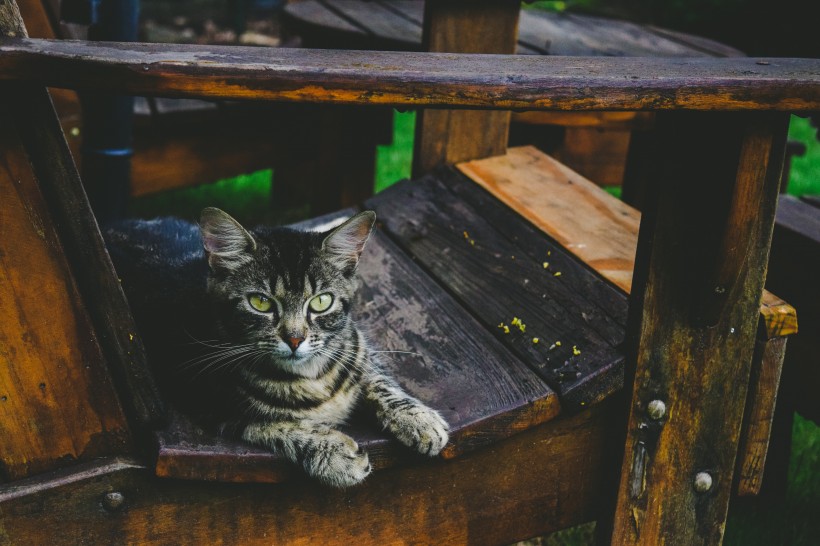 趴着的猫咪图片