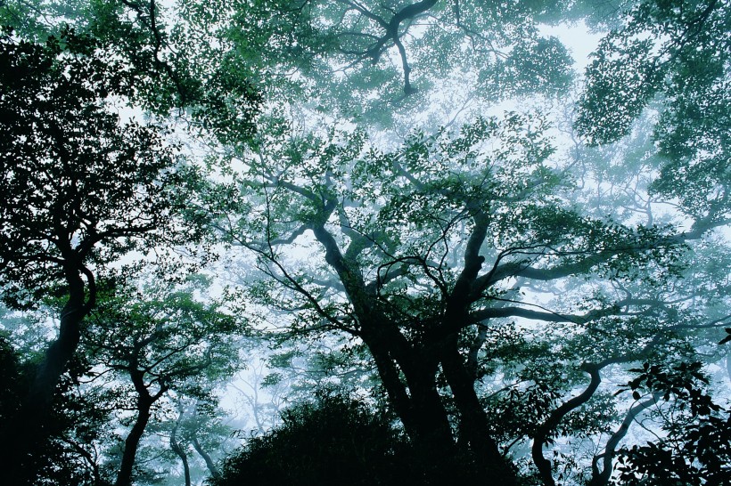 夏季景色图片