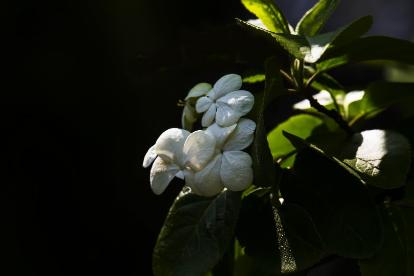 潔白的瓊花圖片