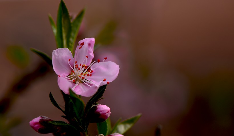 粉红色桃花图片