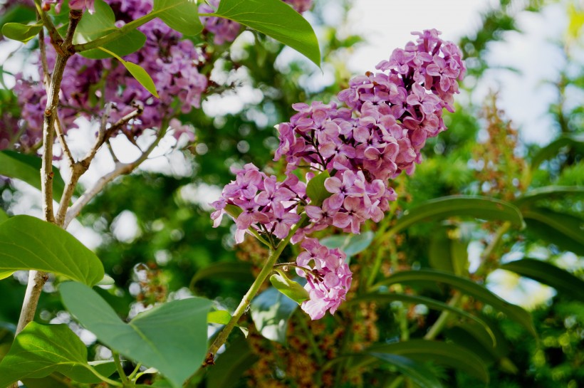 紫色丁香花图片