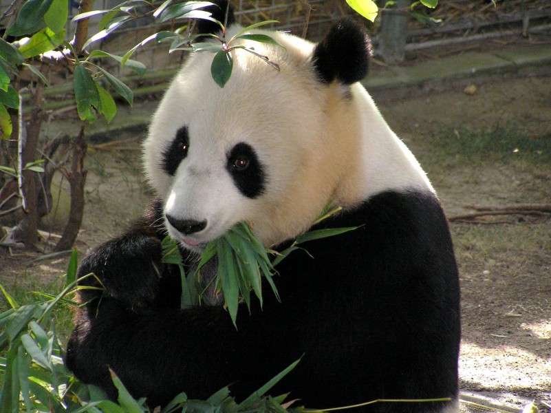 可爱的熊猫图片