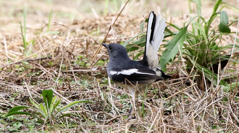 鵲鴝鳥類圖片