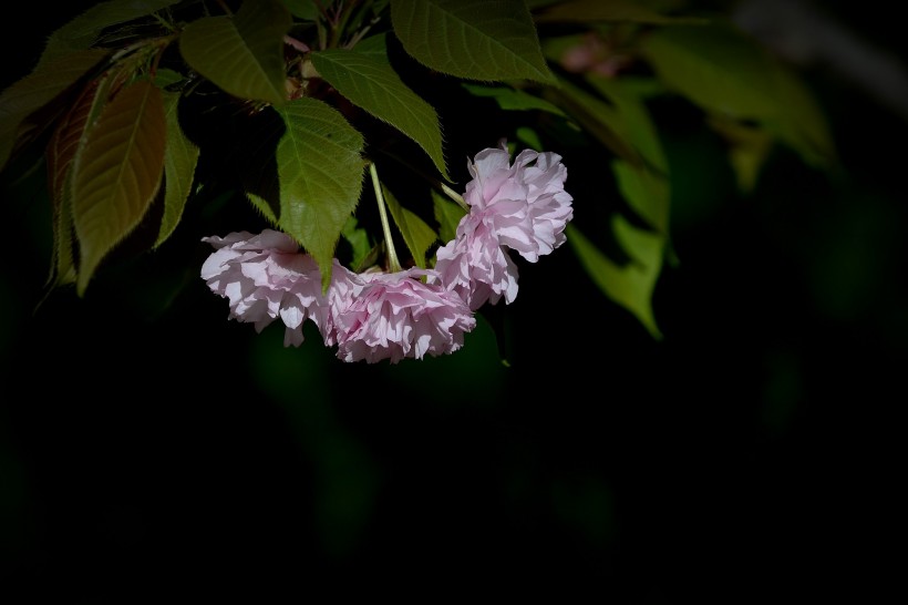 春天怒放的鲜花图片