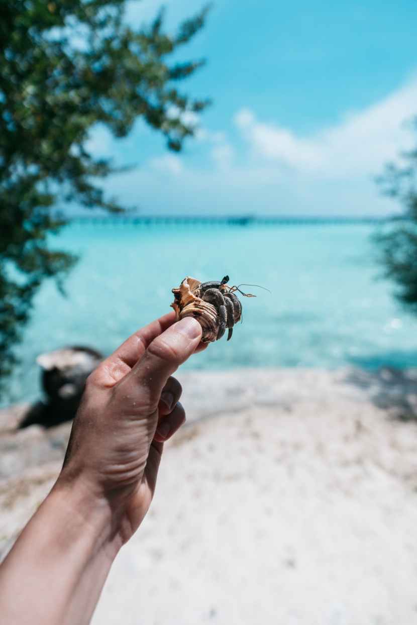 海滩上的寄居蟹图片