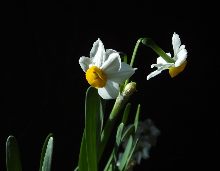 水仙花图片