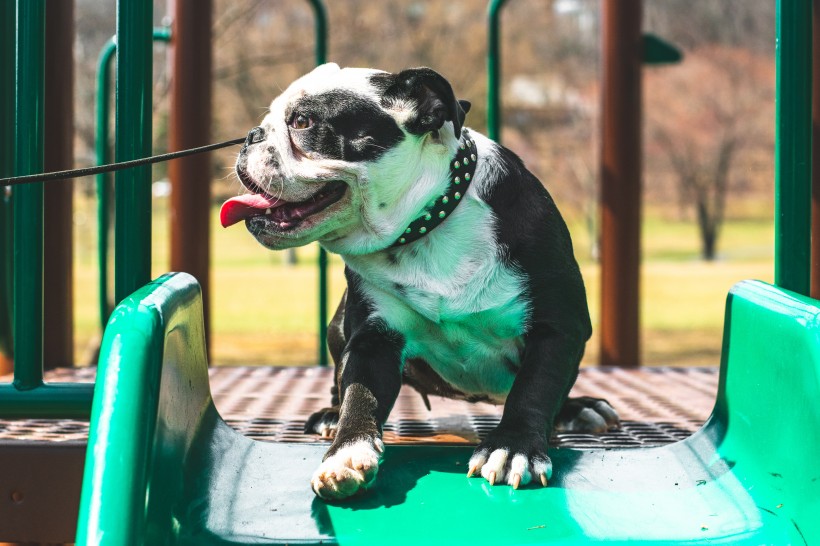 憨厚可愛的斗牛犬圖片