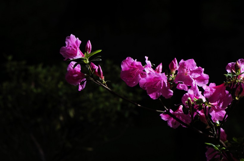 杜鹃花图片