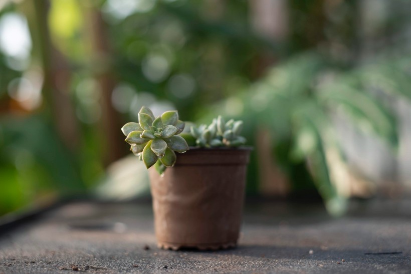 绿植盆栽图片