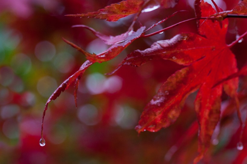 艳丽娇媚的红色枫叶图片