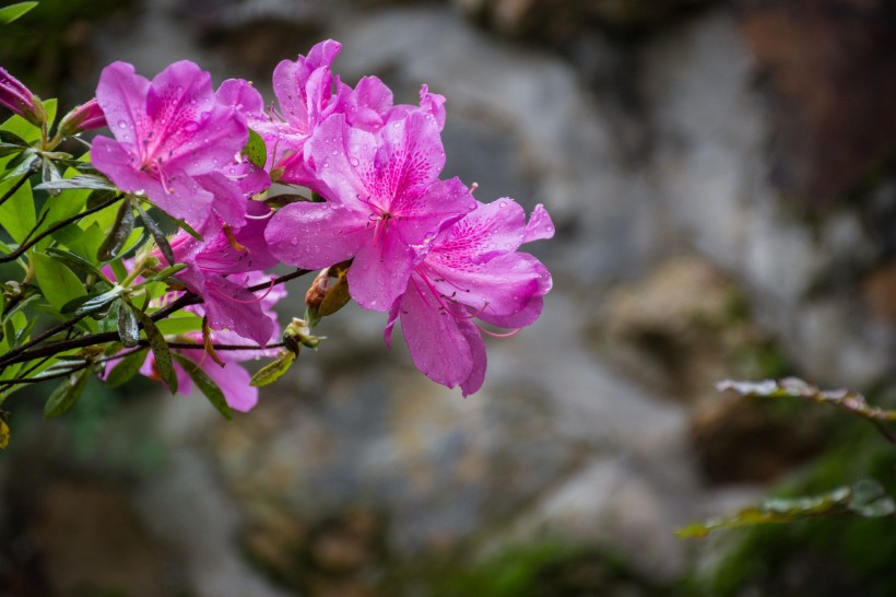 杜鹃花图片