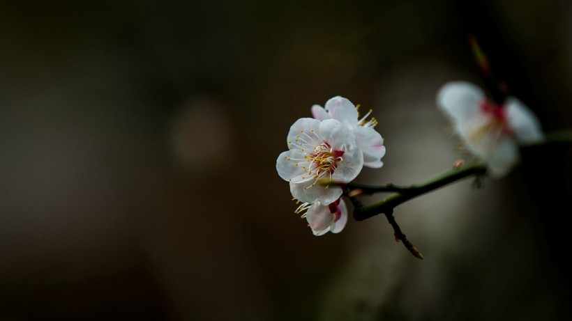 白色梅花圖片