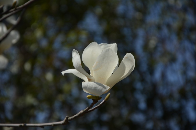 淡雅芳香的玉蘭花圖片