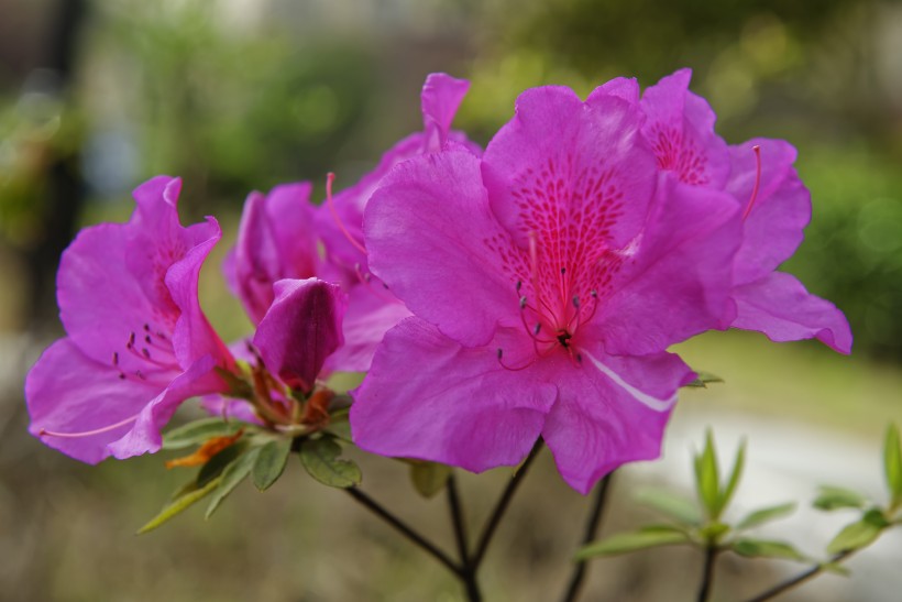 杜鹃花图片