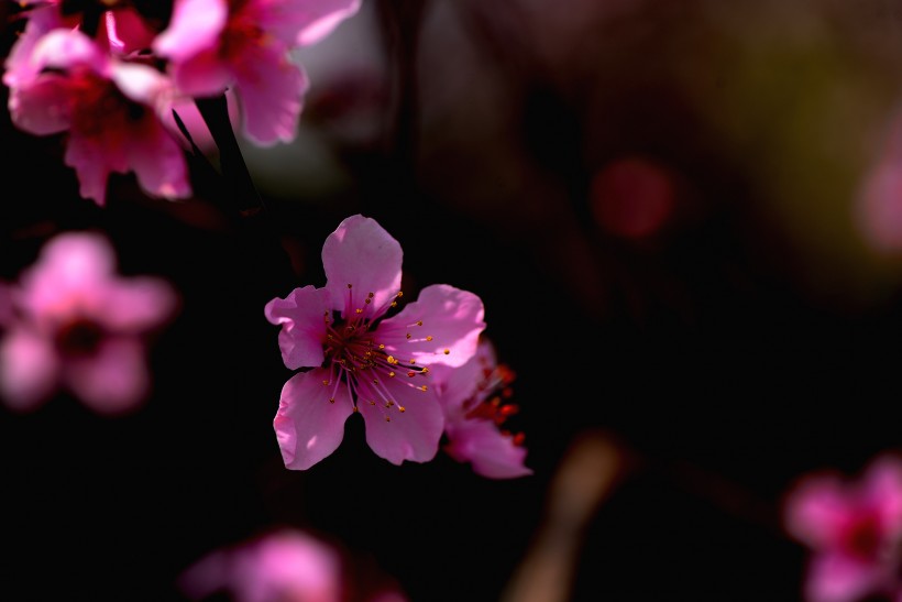 粉红色桃花图片