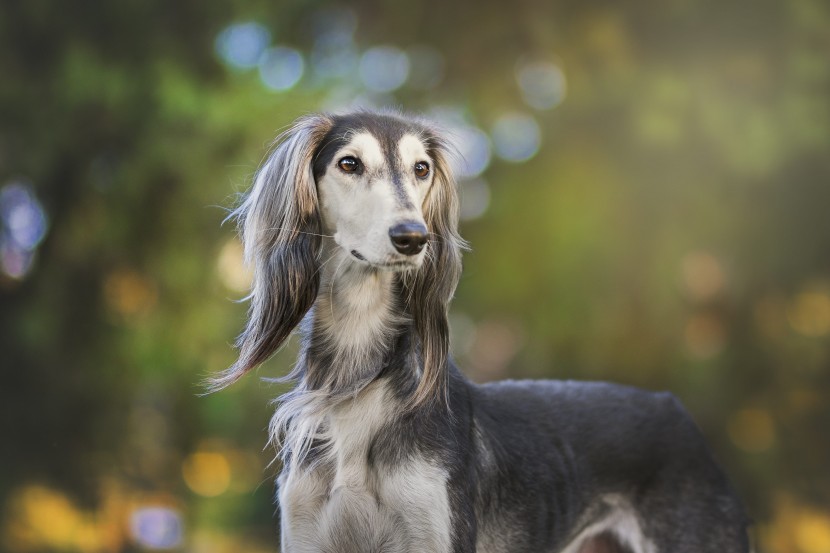 優(yōu)雅敏捷的東非獵犬圖片